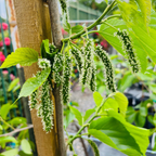 Green leaves and flower buds on a Pakistan Long Mulberry with a blurred garden background in victory nursery