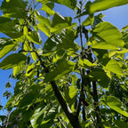 Green leaves and black fruits on a Pakistan Long Mulberry tree against a blue sky