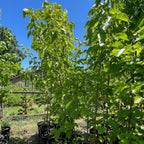Tall Pakistan Long Mulberry trees in the victory nursery setting with a clear blue sky.