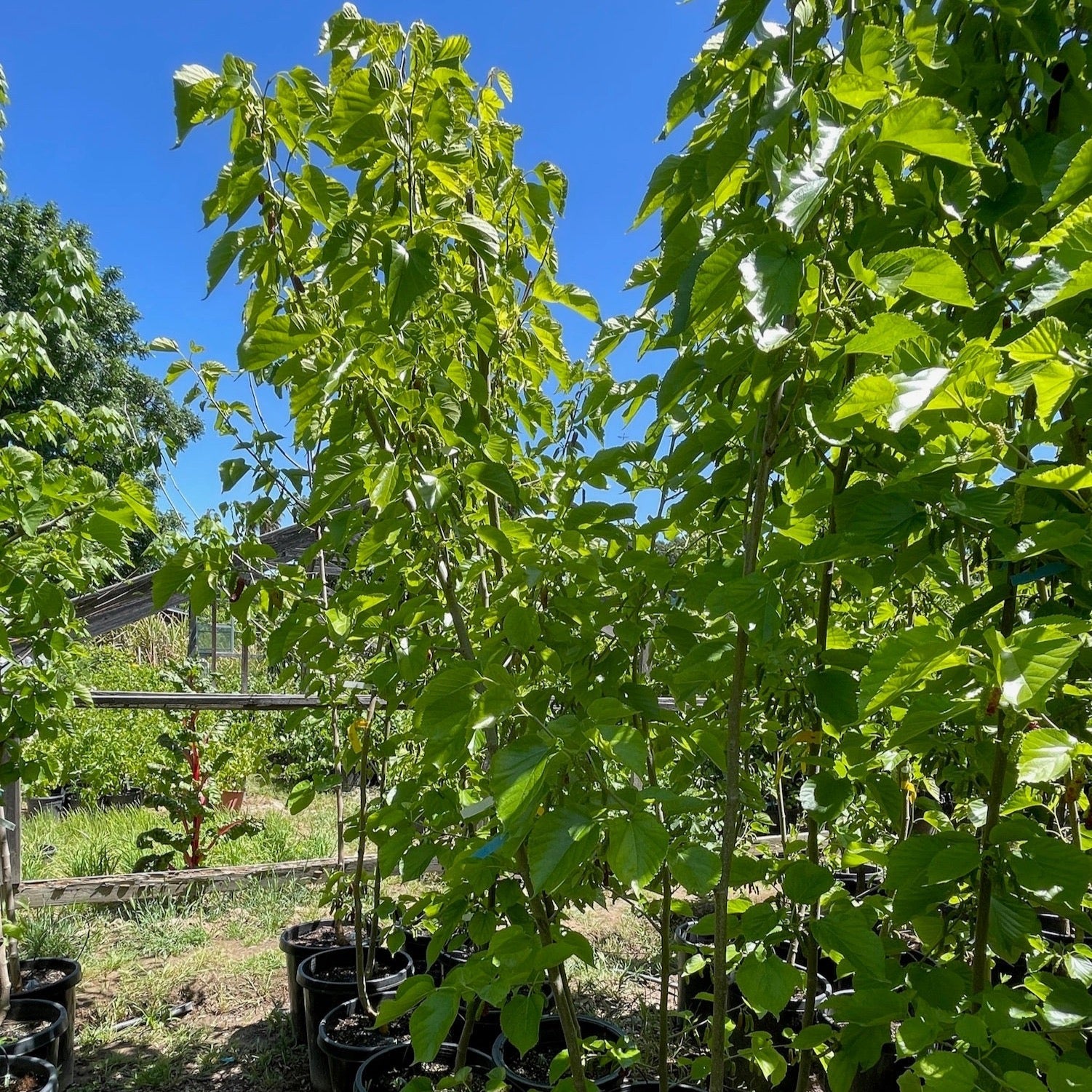 Tall Pakistan Long Mulberry trees in the victory nursery setting with a clear blue sky.