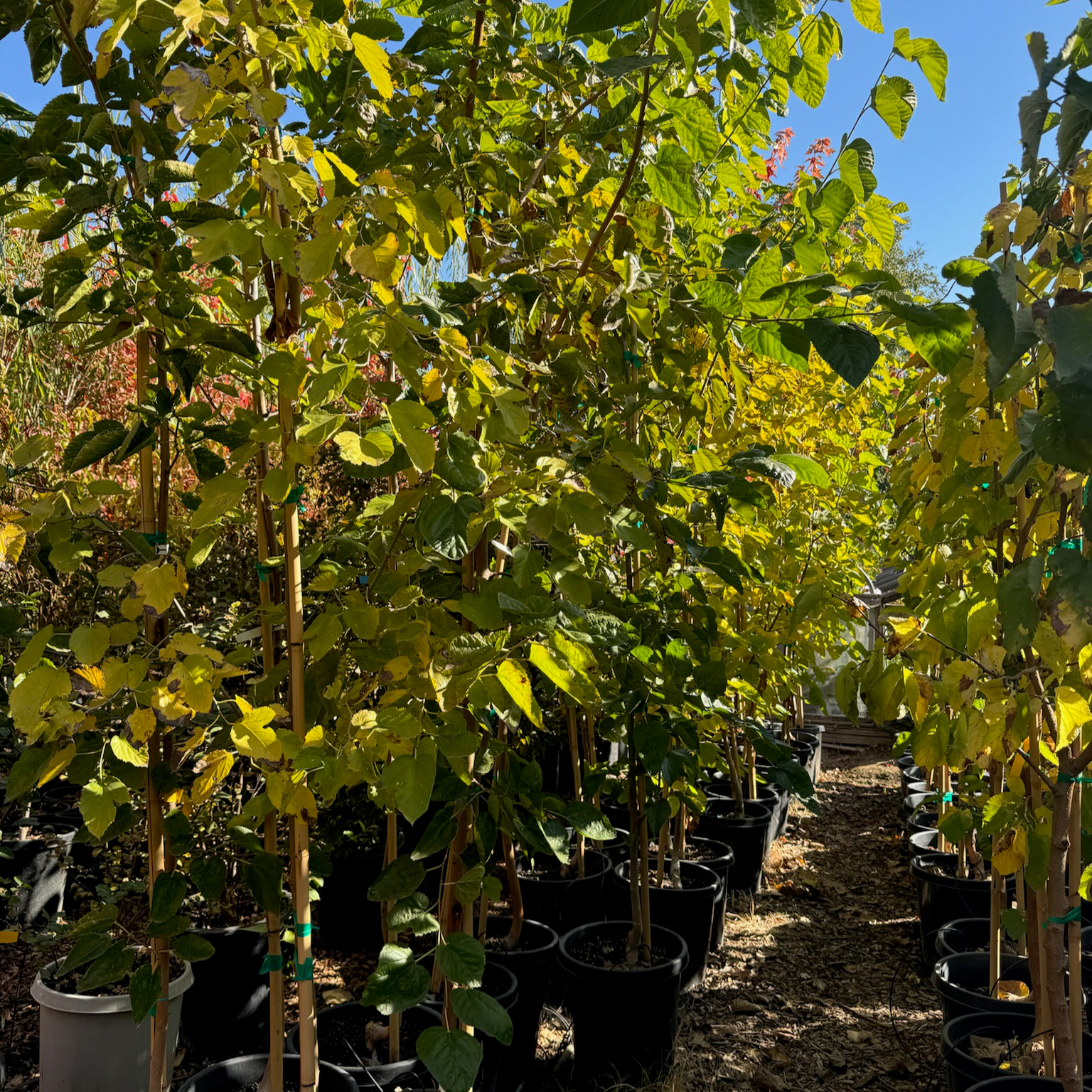 Row of 15# gallon potted Pakistan Long Mulberry trees in a nursery with green leaves and clear sky.