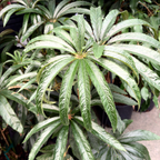 Palm Leaf Begonia