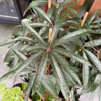 Palm Leaf Begonia