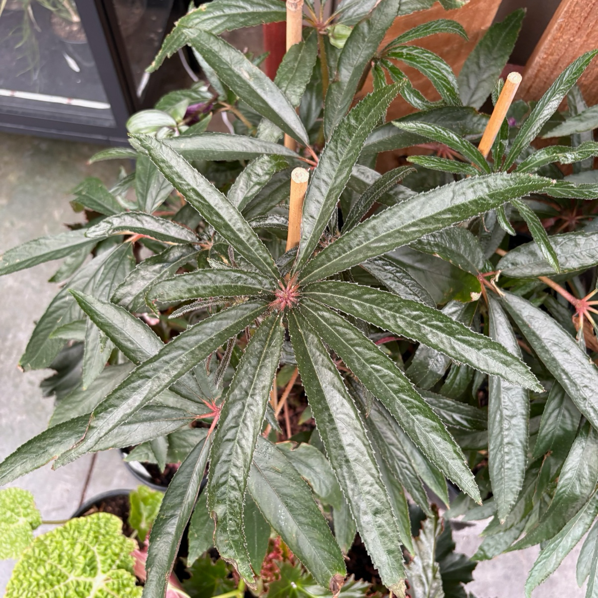 Palm Leaf Begonia