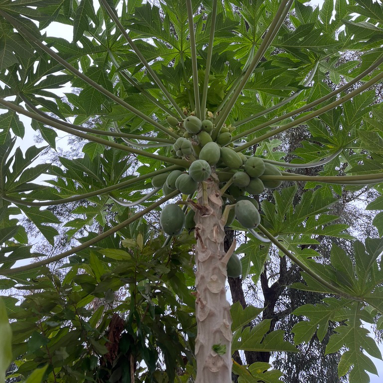 Papaya