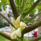 Papaya