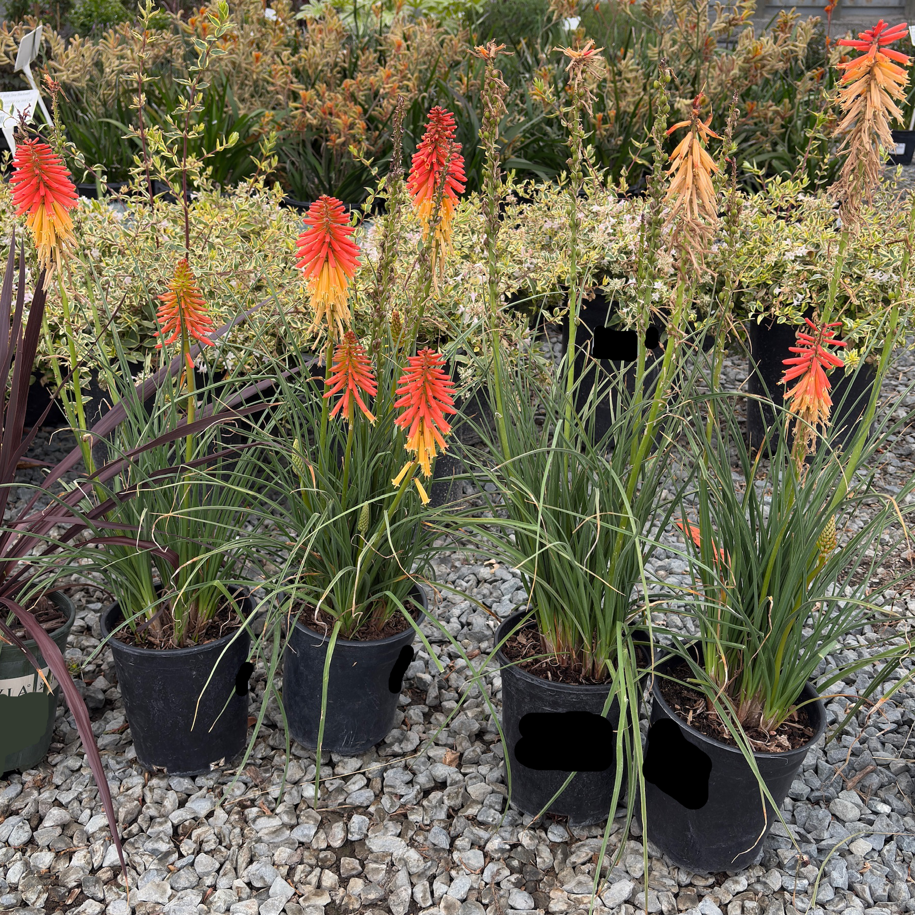 Papaya Popsicle Dwarf Poker