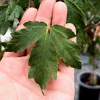 Paperbark Maple