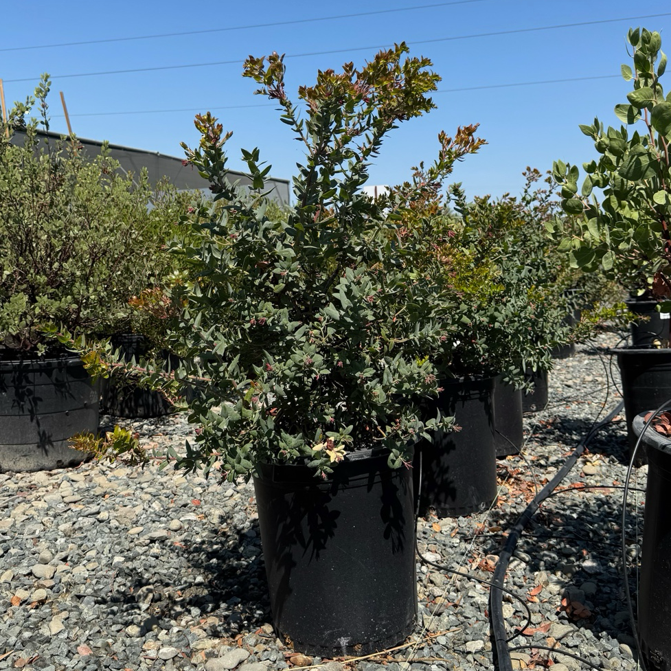 Paradise Pajaro Manzanita