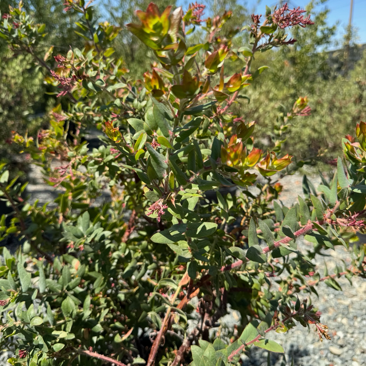 Paradise Pajaro Manzanita