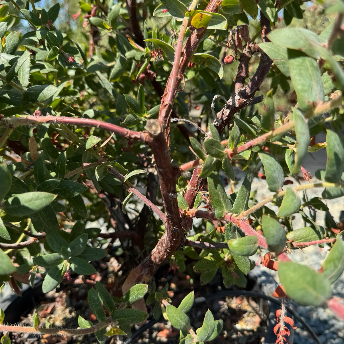 Paradise Pajaro Manzanita