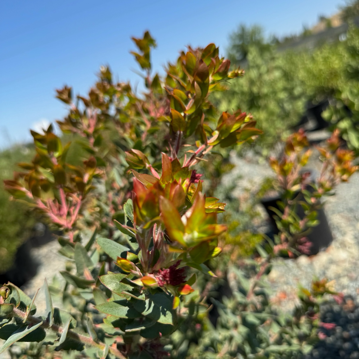 Paradise Pajaro Manzanita