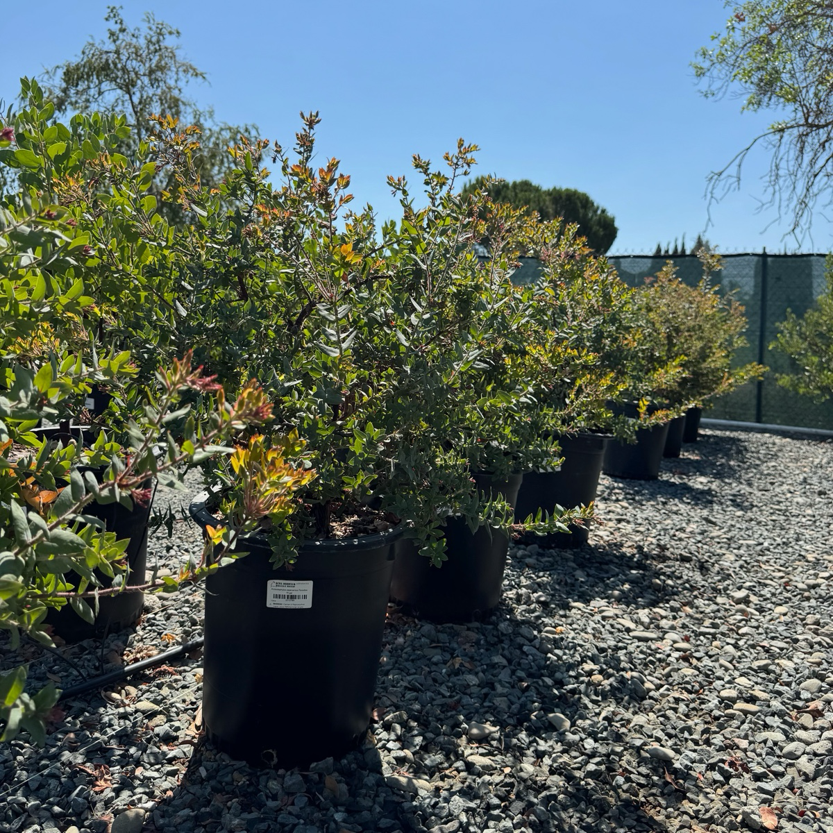 Paradise Pajaro Manzanita