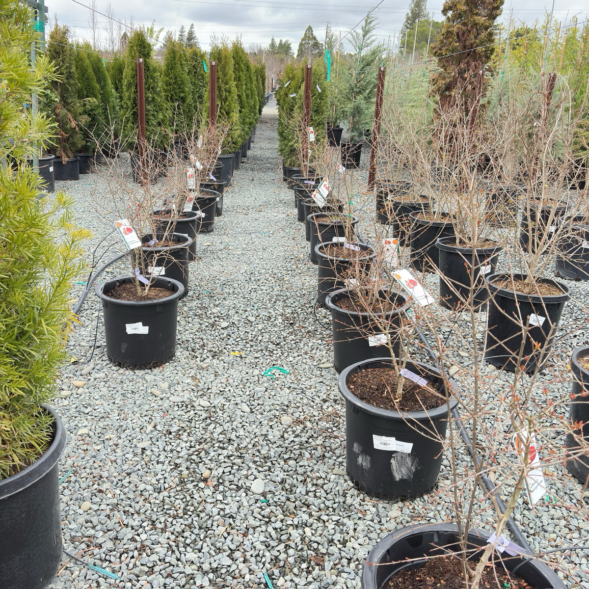 Parfianka Pomgranate