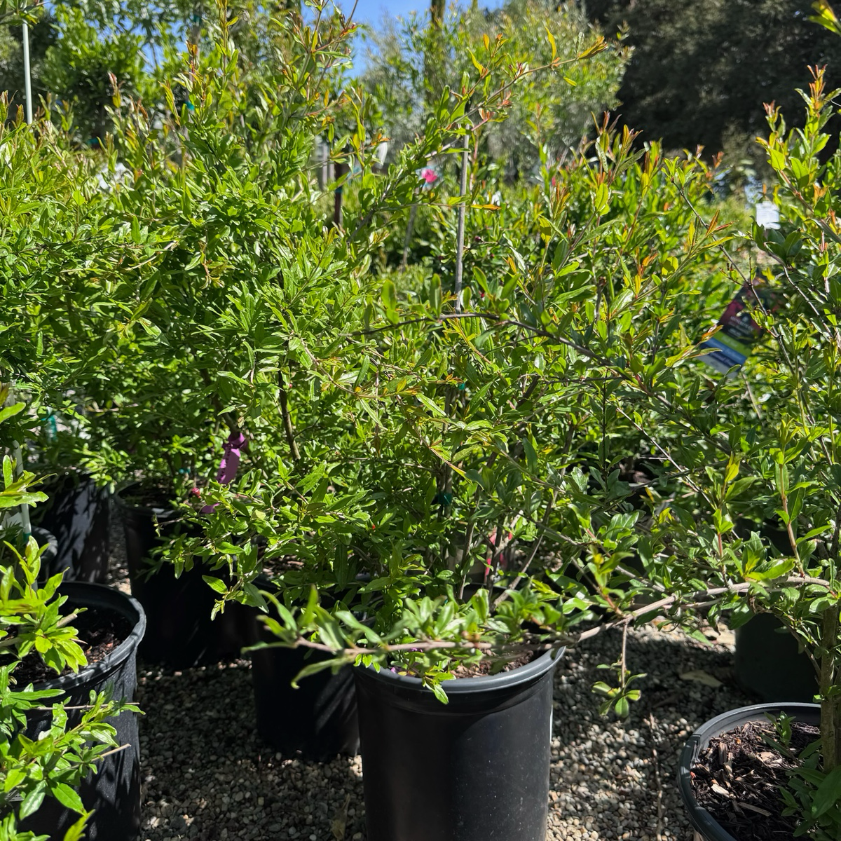 Parfianka Pomgranate