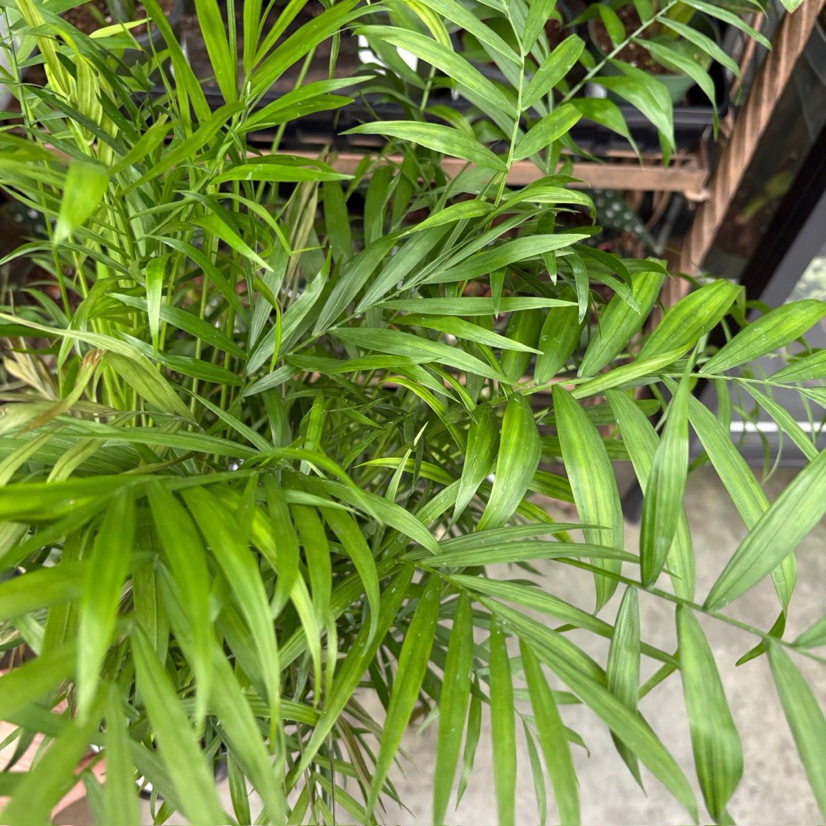 Close-up of a Parlor Palm potted plant with a blurred background