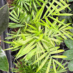 Collection of potted Parlor Palm plants in a greenhouse setting