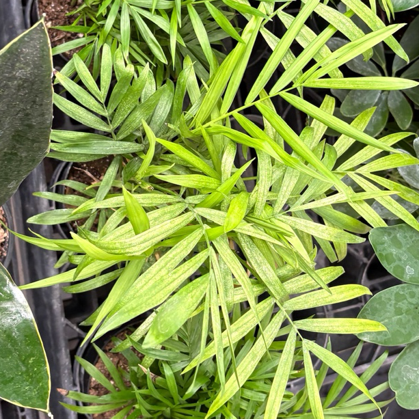Collection of potted Parlor Palm plants in a greenhouse setting