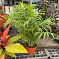 Parlor Palm