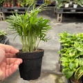 Parlor Palm