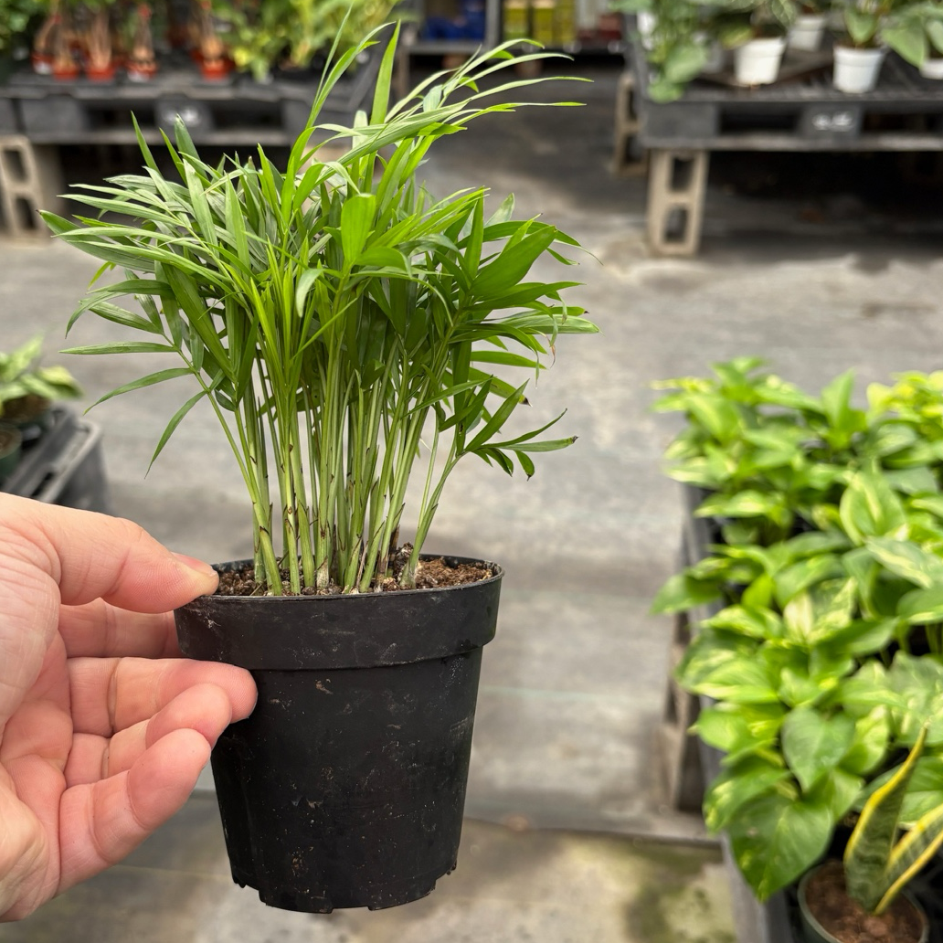 Parlor Palm