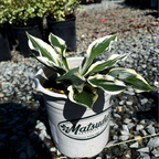 Patriot Plantain Lily