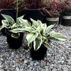 Patriot Plantain Lily