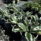 Patriot Plantain Lily