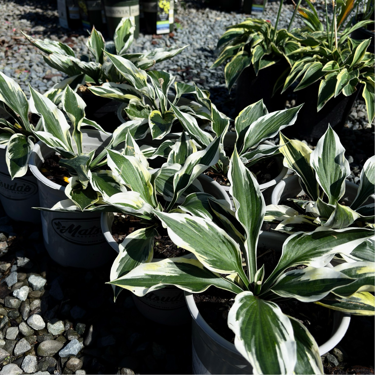 Patriot Plantain Lily