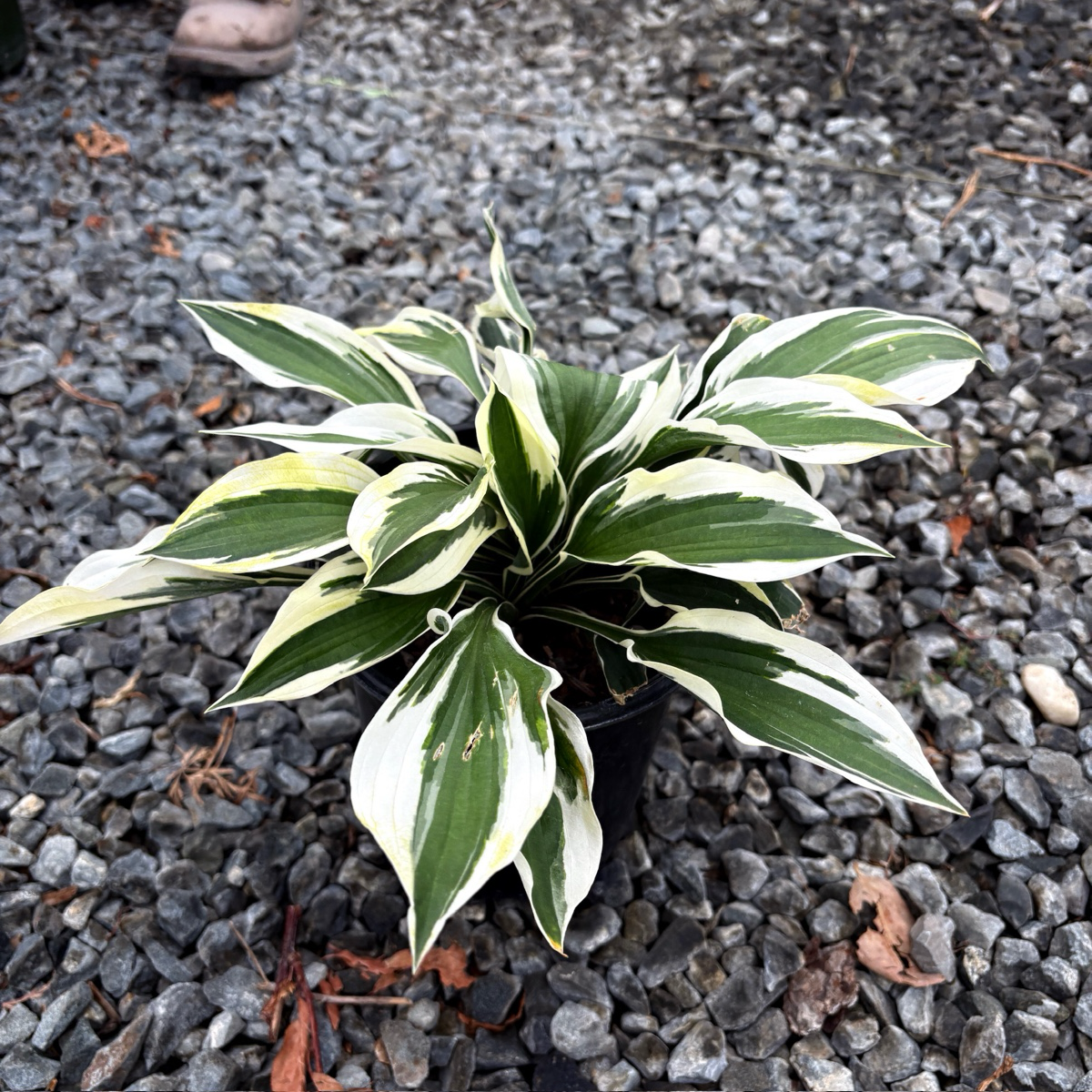 バスヒーター ホワイト・グリーン Patriot Hosta | White-Edged Shade Perennial with Lavender Flowers