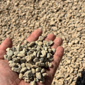 Hand holding Pea Gravel 