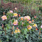 Peace Hybrid Tea Rose
