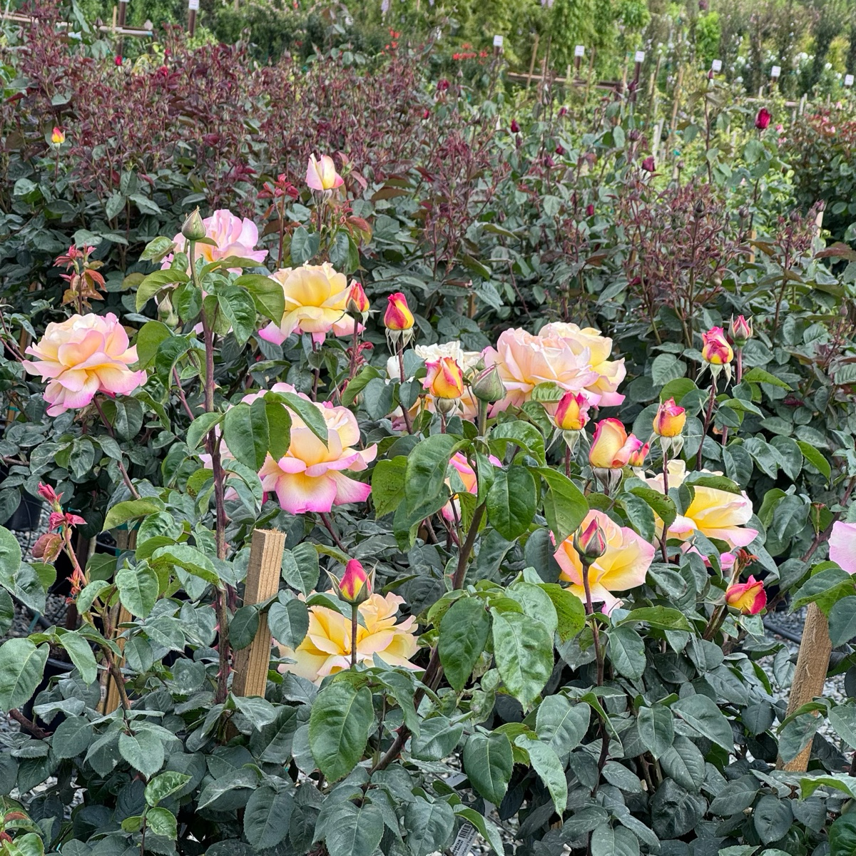 Peace Hybrid Tea Rose