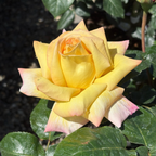 Peace Hybrid Tea Rose