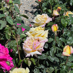 Peace Hybrid Tea Rose