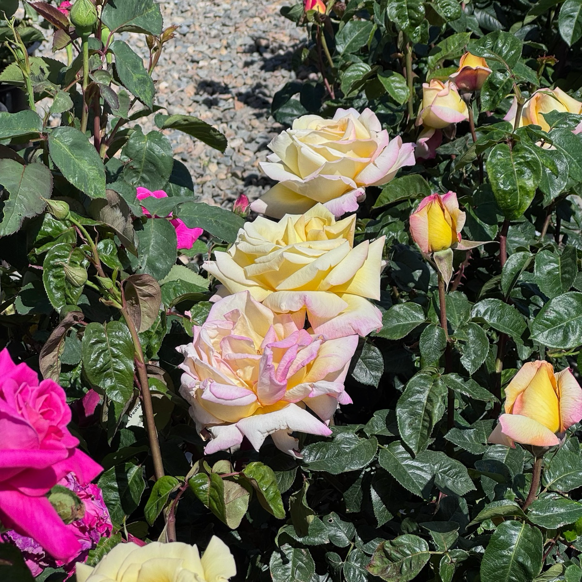 Peace Hybrid Tea Rose