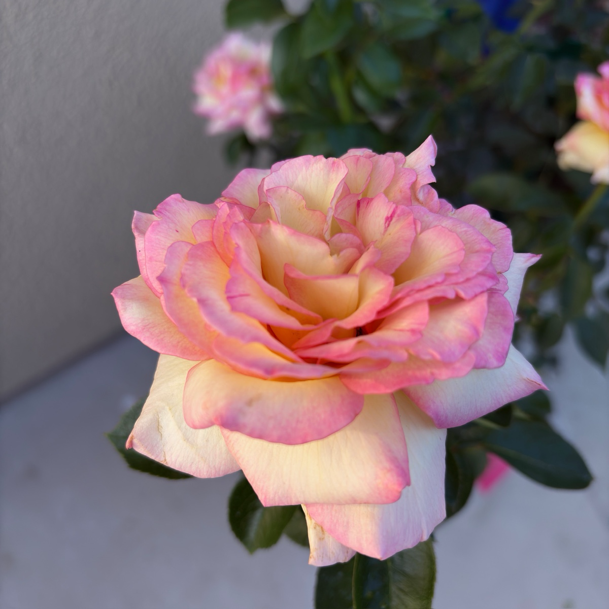 Peace Hybrid Tea Rose