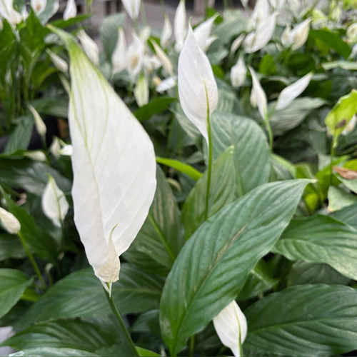 Peace Lily Plant