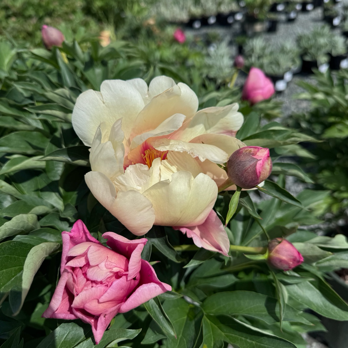 Peach-A-Licious™ Ithon Peony