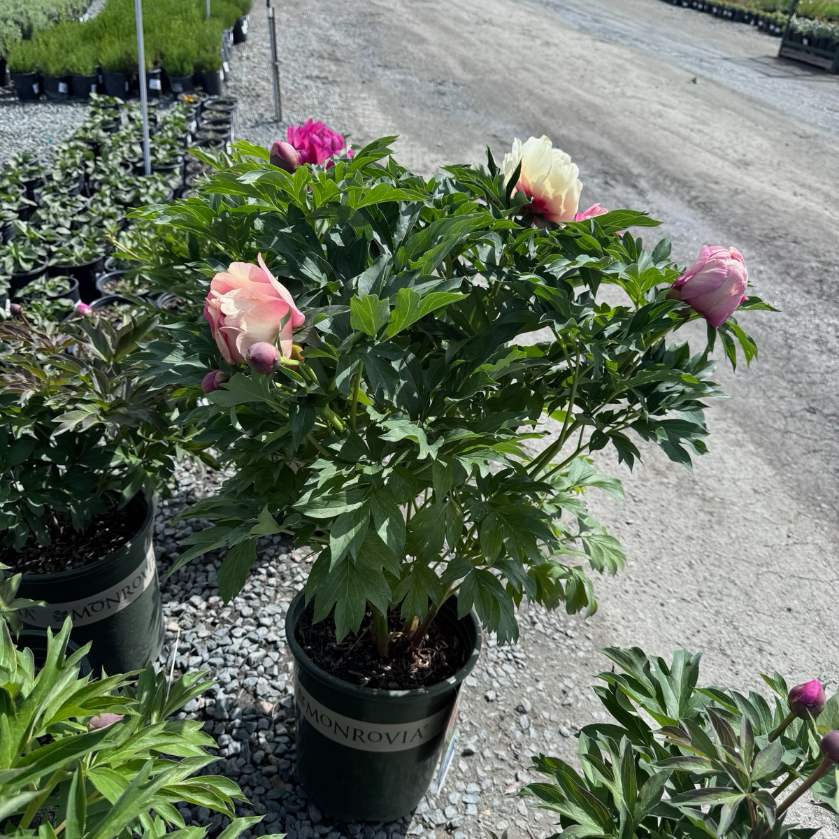 peony succulent Peach-A-Licious Itoh Peony