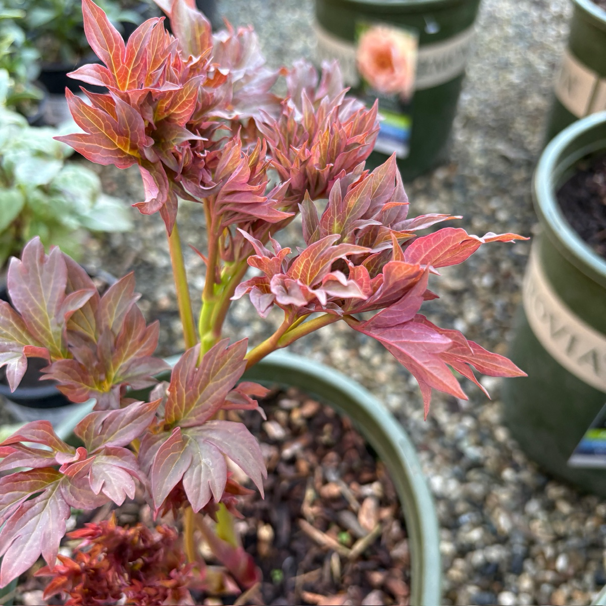 Peach-A-Licious™ Ithon Peony