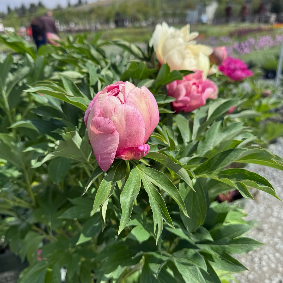Peach-A-Licious™ Ithon Peony