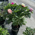 Peach-A-Licious™ Ithon Peony