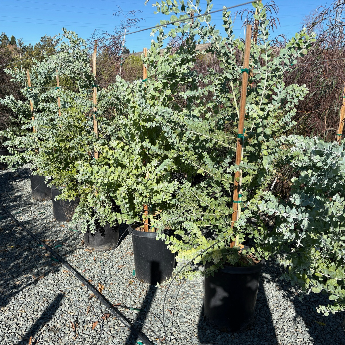 acacia house plant Pearl Acacia Tree