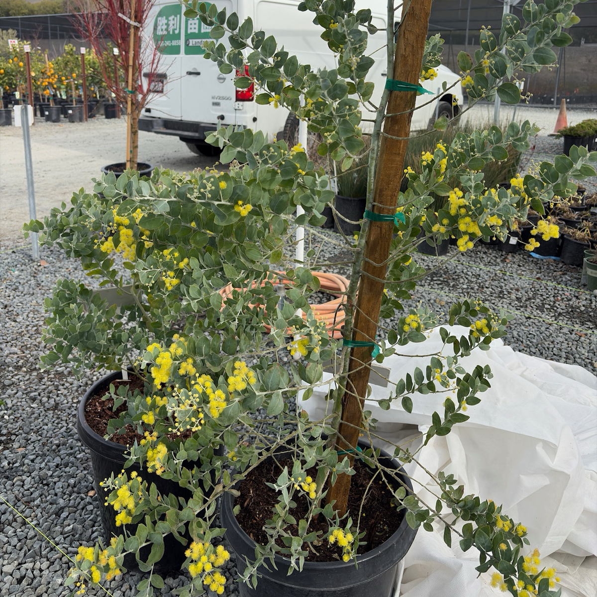 indoor acacia plant Pearl Acacia Tree