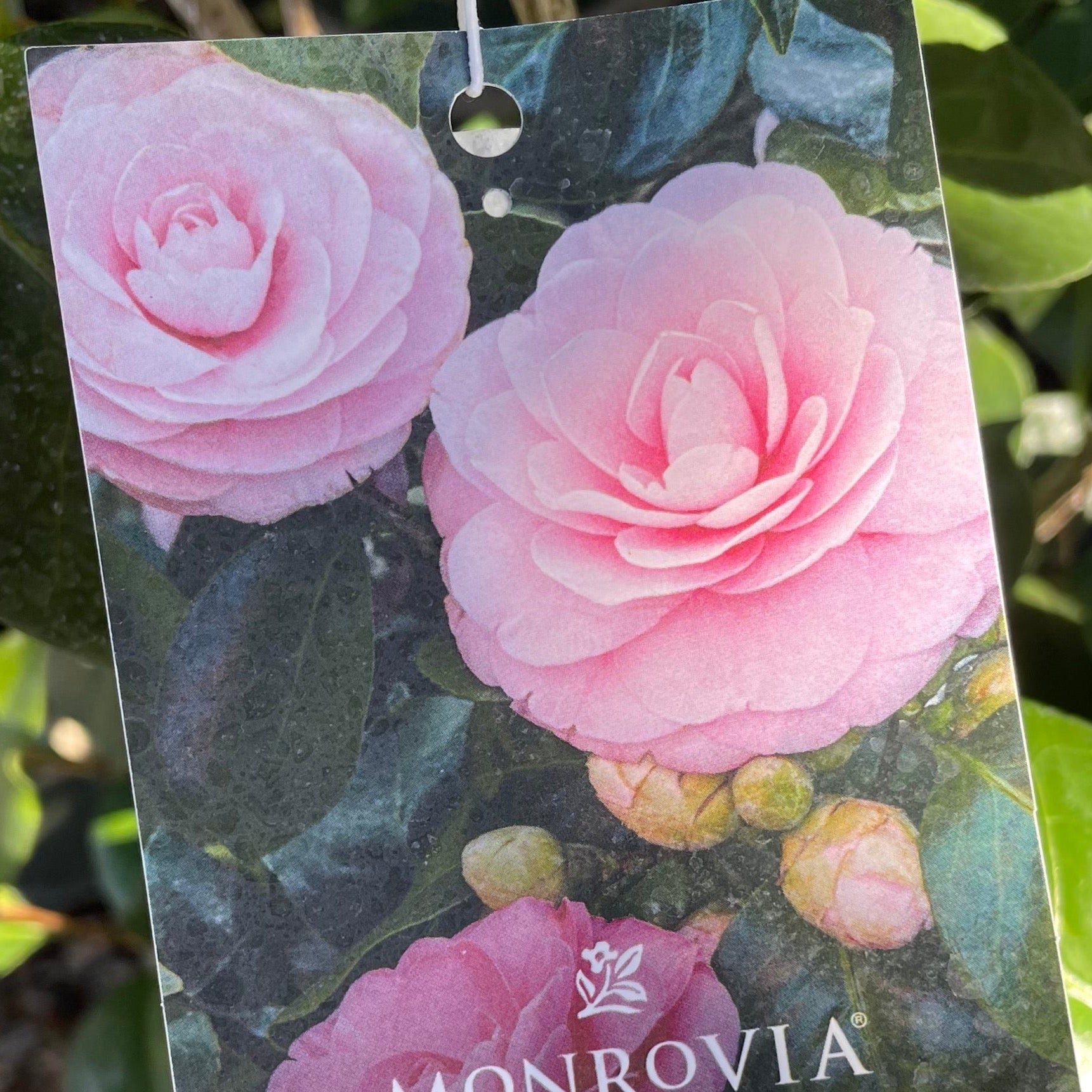 Pearl Maxwell Camellia