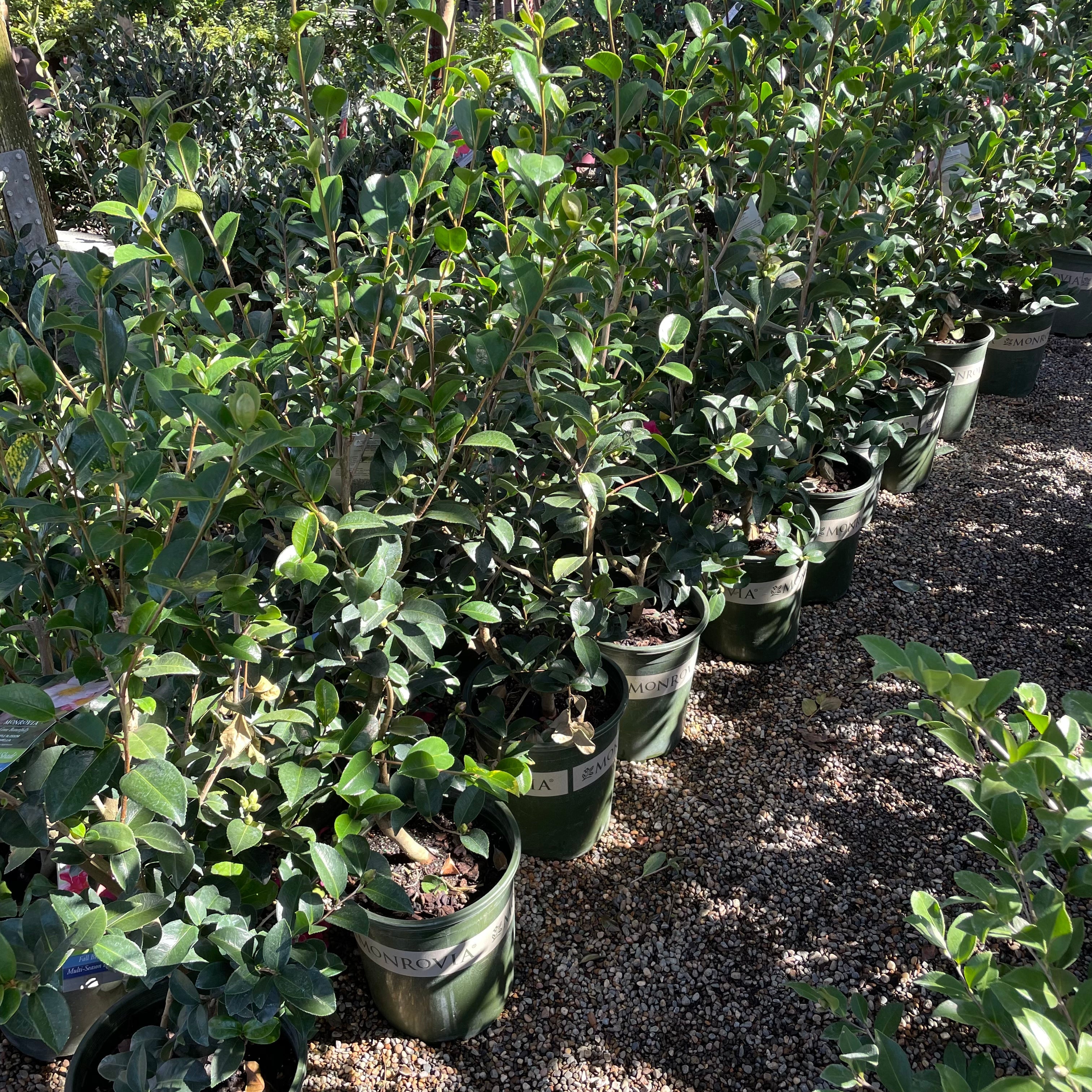 Pearl Maxwell Camellia