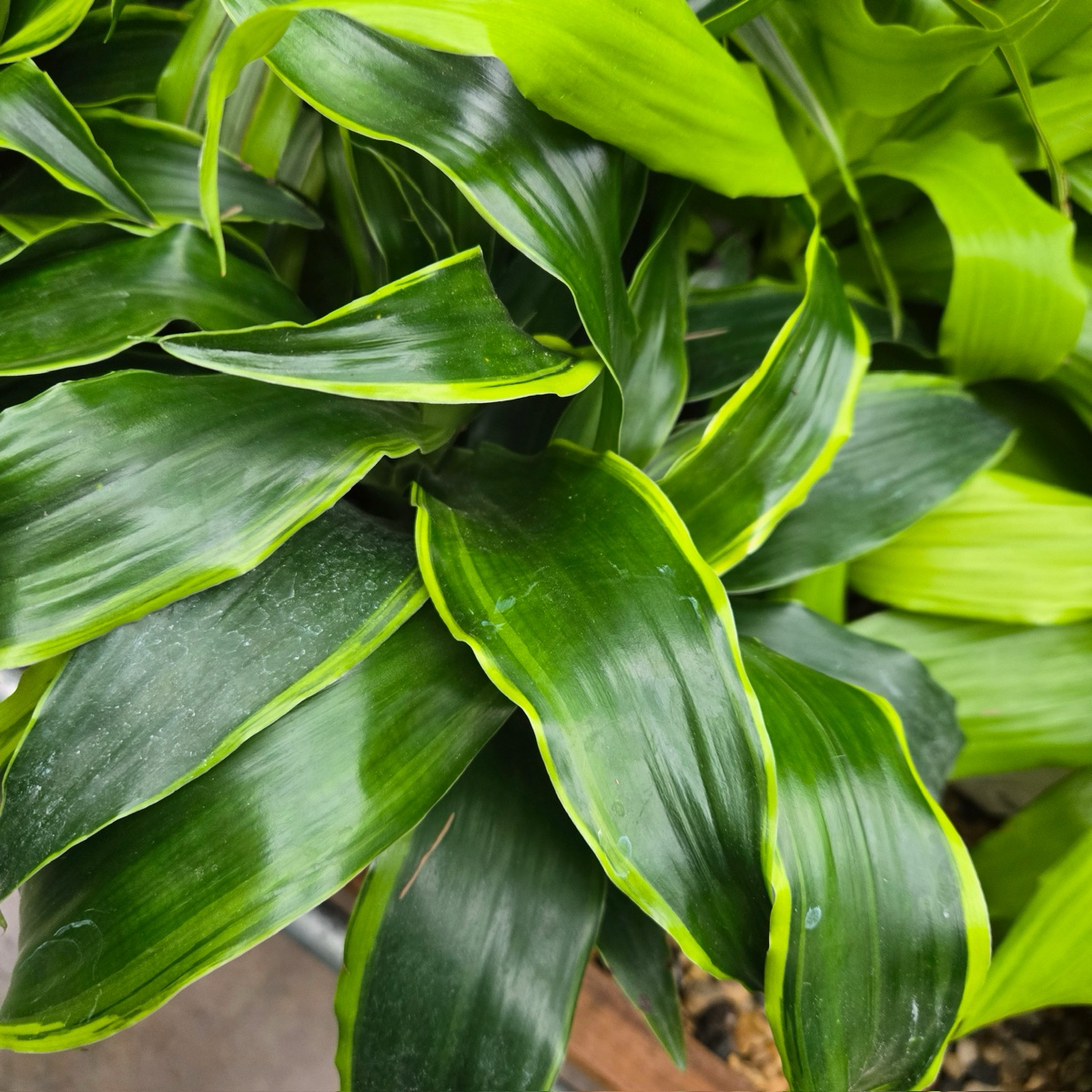 dracaena pele plant Pele Dracaena