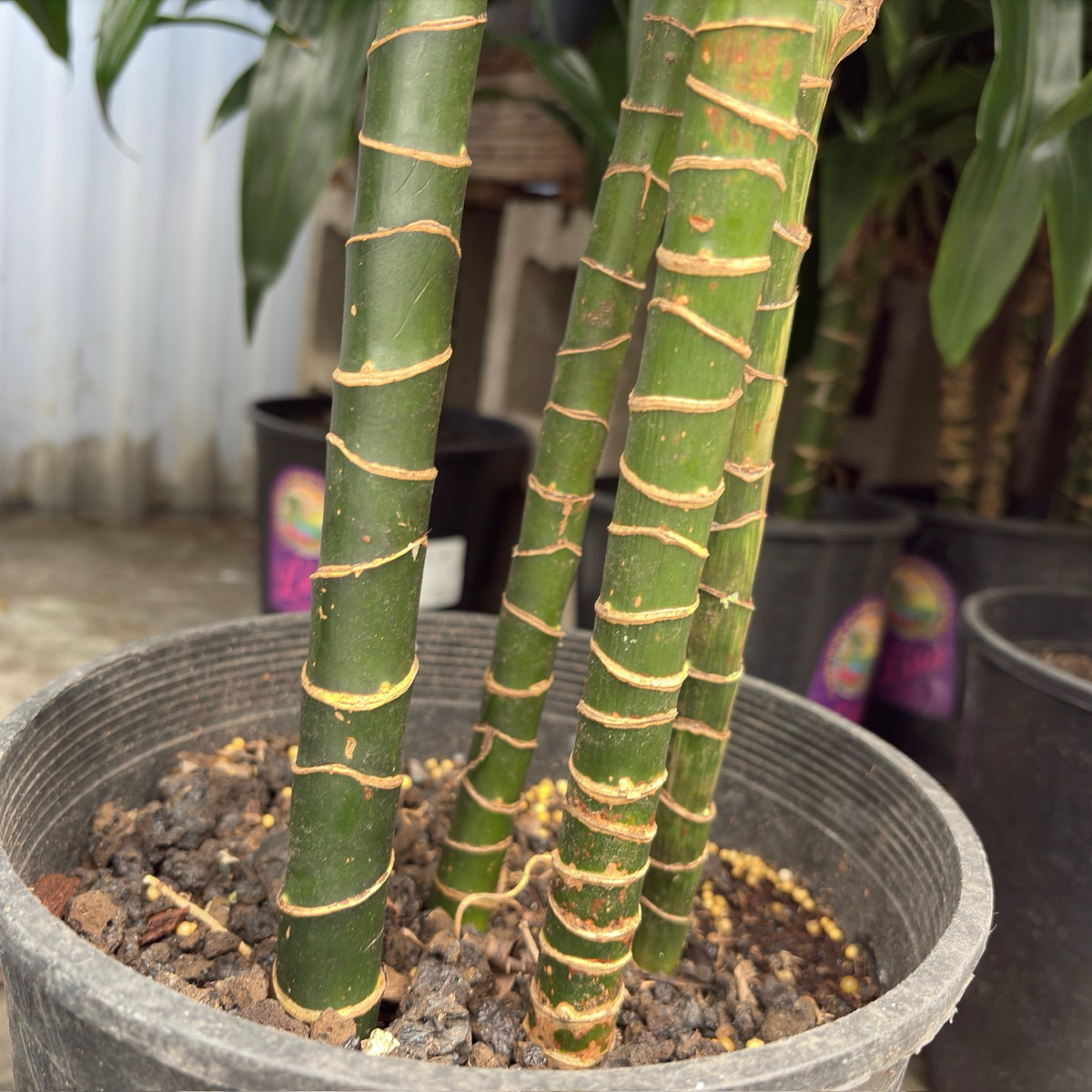 dracaena pele plant Pele Dracaena