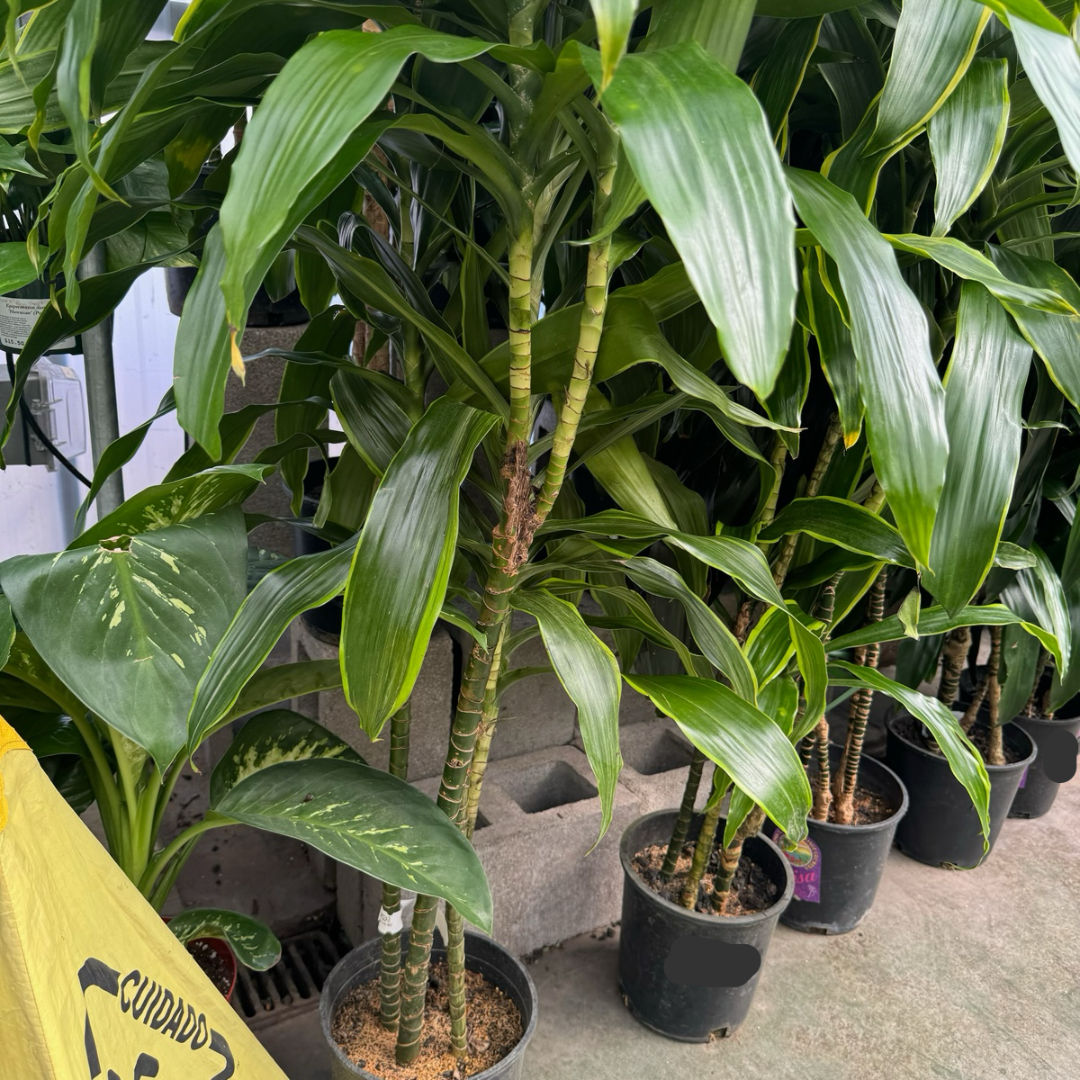 dracaena pele plant care Pele Dracaena